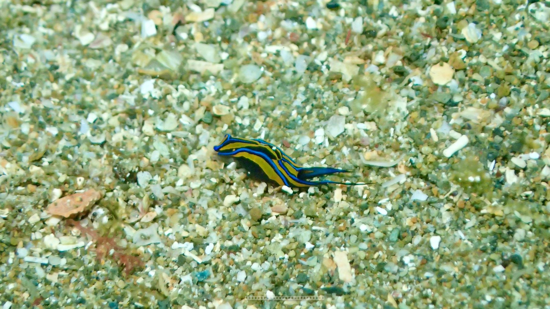 ニシキツバメガイ