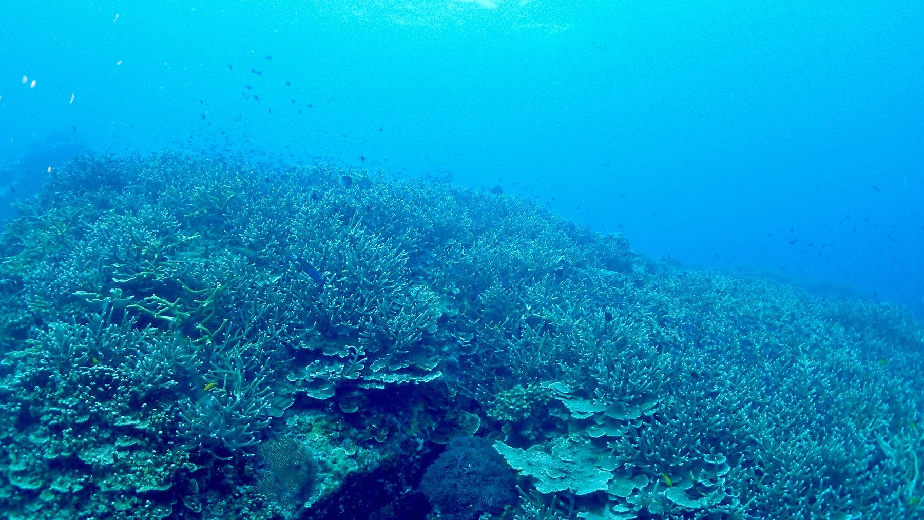 サンゴ礁