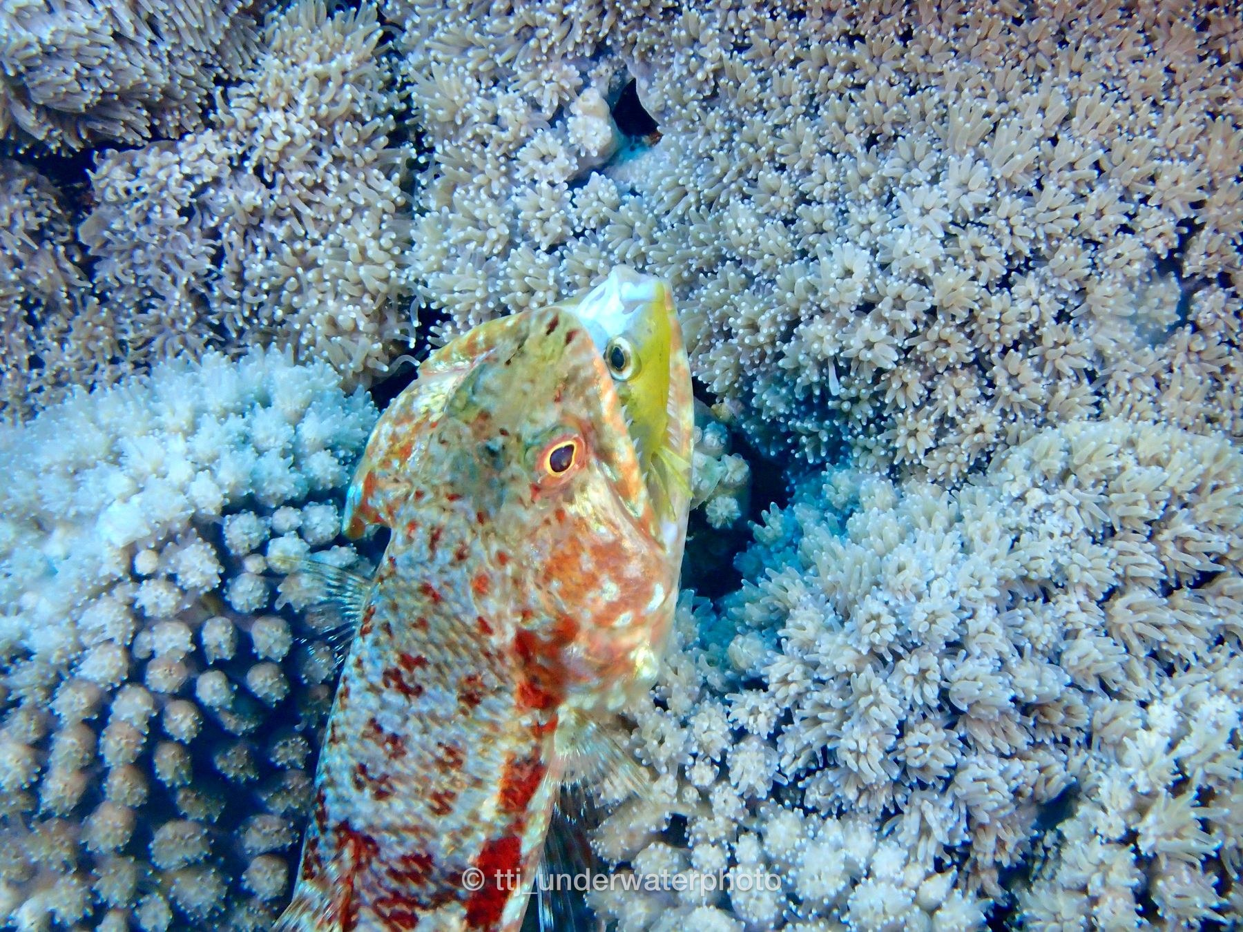 砂地の魚