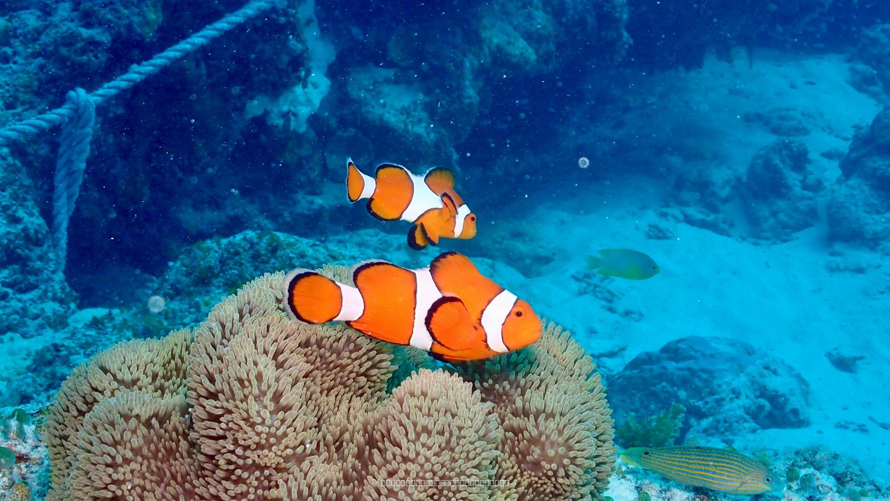 スズメダイ・クマノミ