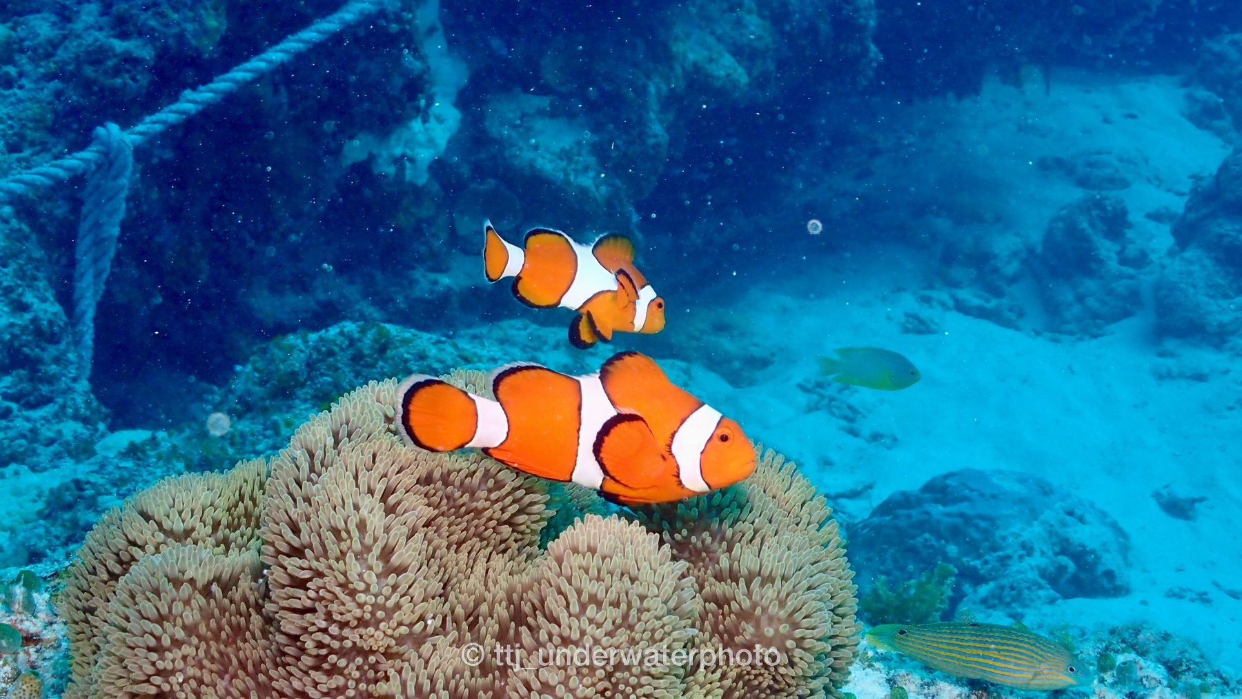 スズメダイ・クマノミ