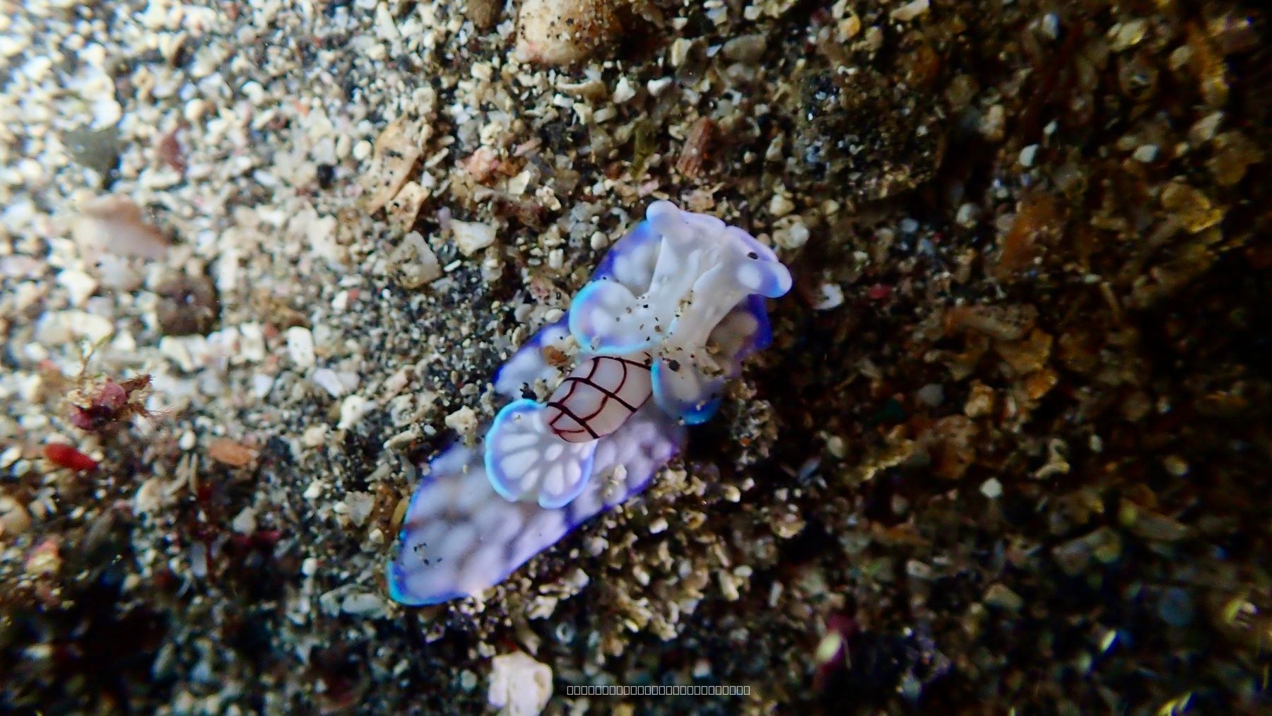 コンシボリガイ