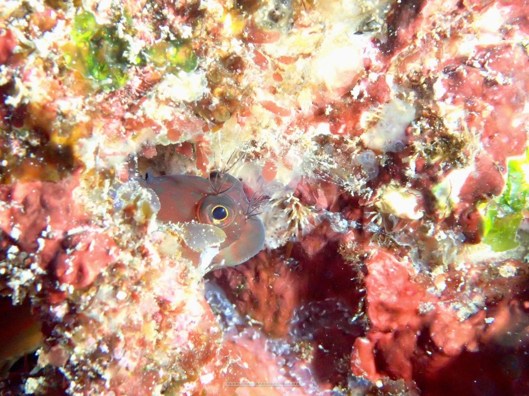 スジタテガミカエルウオ