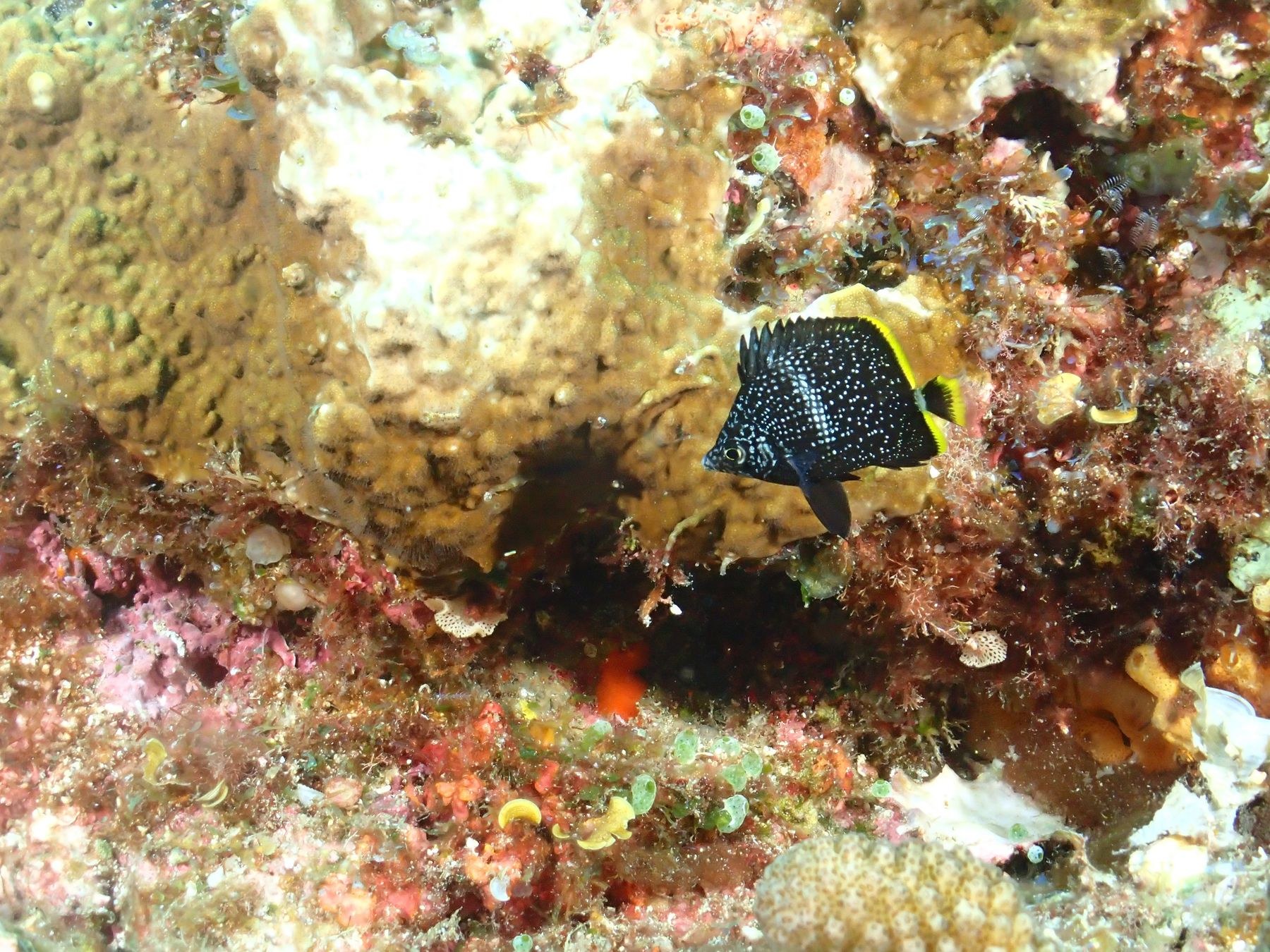 ユウゼン