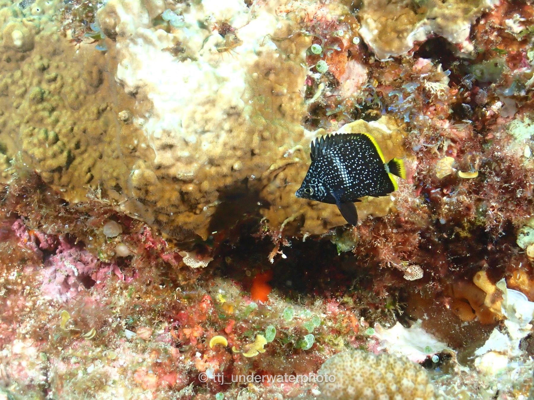 ご存知、小笠原・八丈島に生息する日本の固有種。
毎回夏に行くので、写真のように数個体でいることが多いです。いつかユウゼン玉も見たいな。