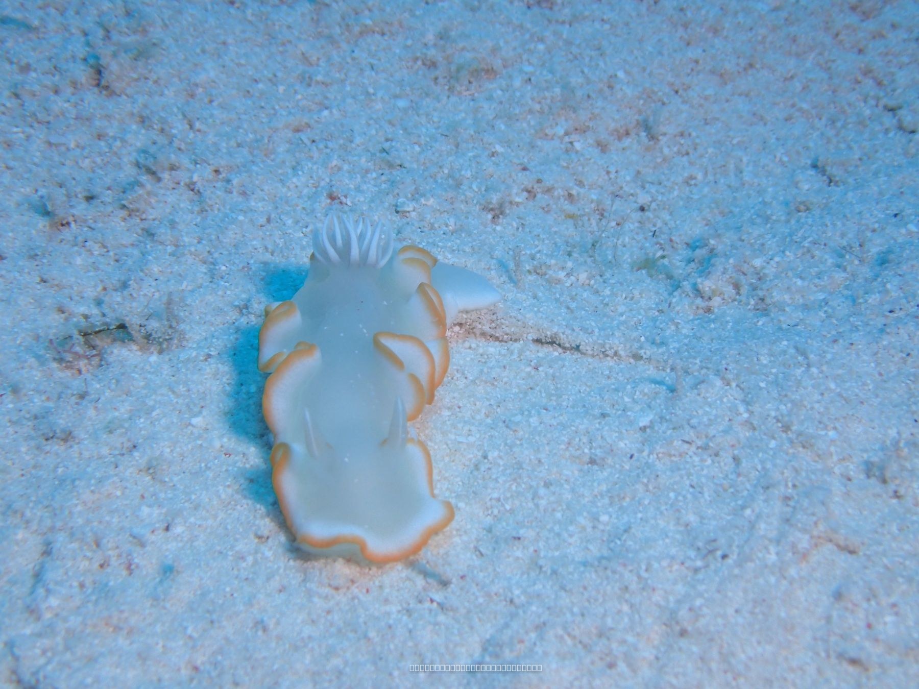 メレンゲウミウシ