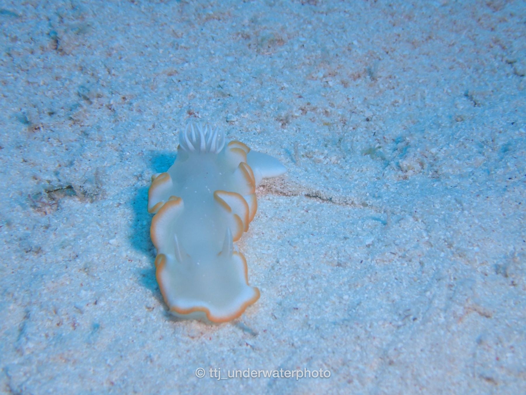 メレンゲウミウシ