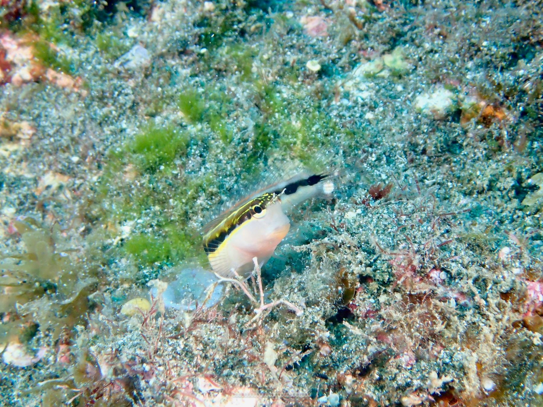 ヒトスジギンポ