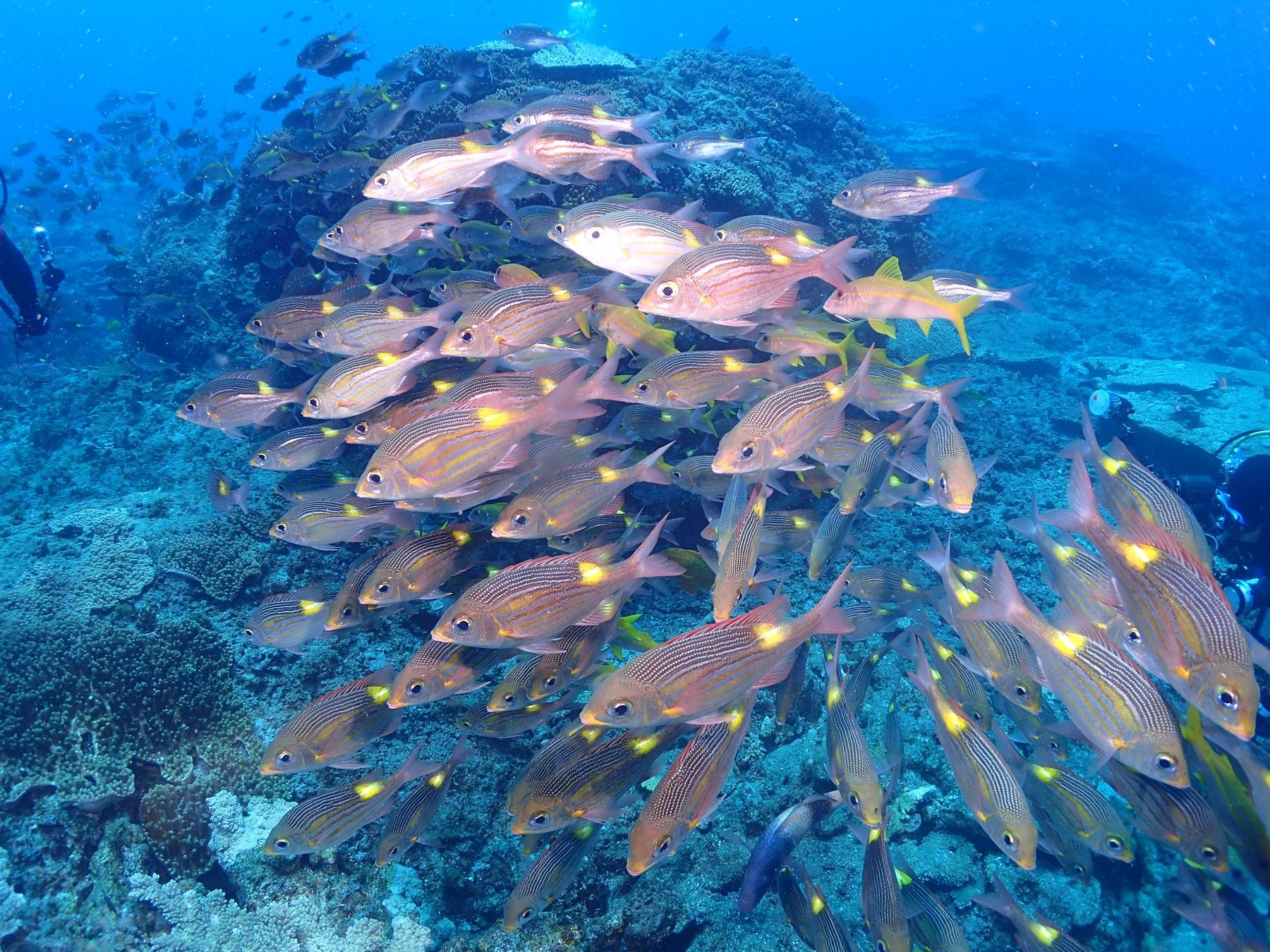 ノコギリダイ