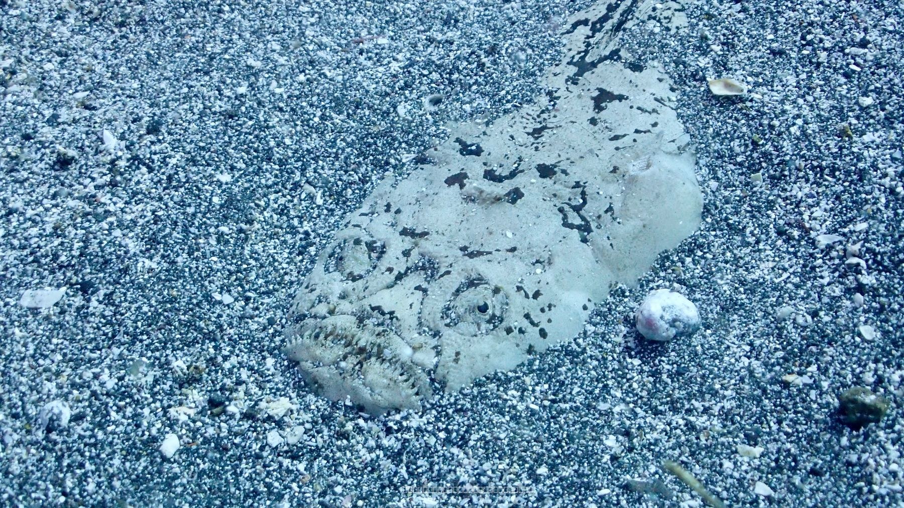 メガネウオ