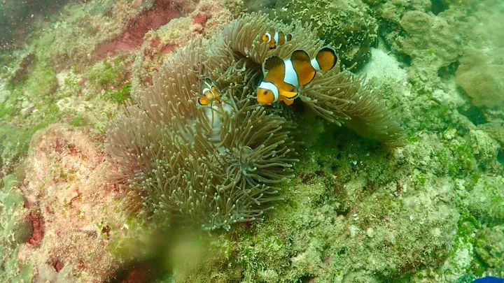カクレクマノミ