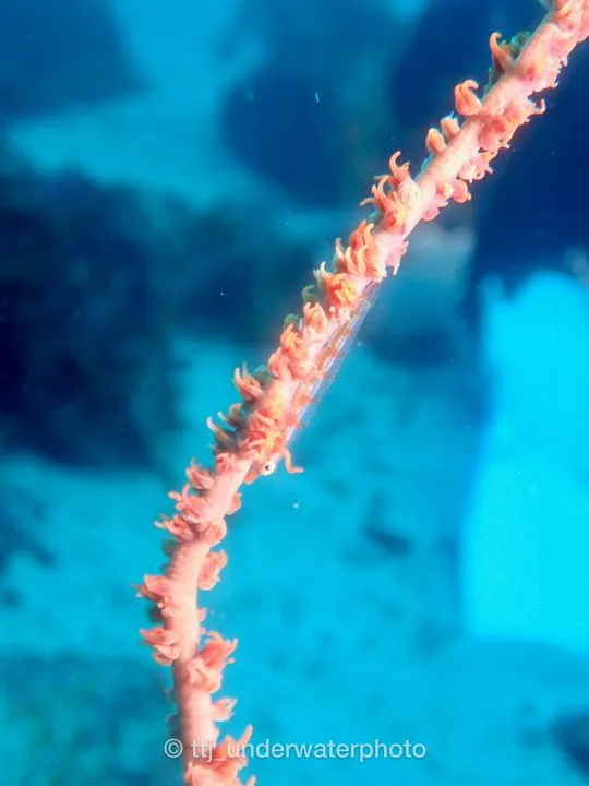 ムチカラマツを見つけるとつい探してしまいます。
大好きな生物の1つです。 - 初島