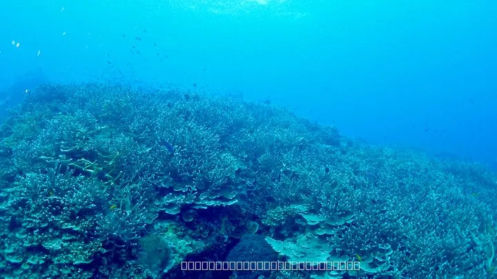 ティオマン島