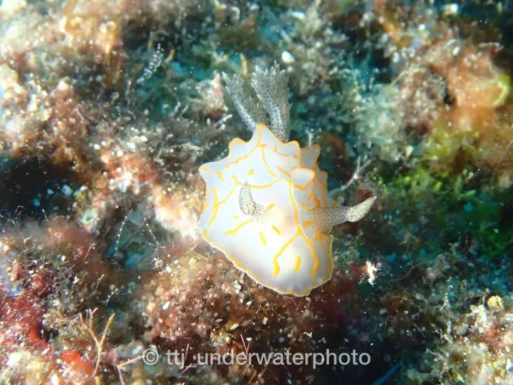 ウミウシって生活感を感じないので、そんなにウミウシダイブはしないのですが、こういう繊細な模様を見ると、興味が湧いてきます。 - チービシ諸島