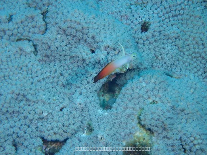 ハタタテハゼ