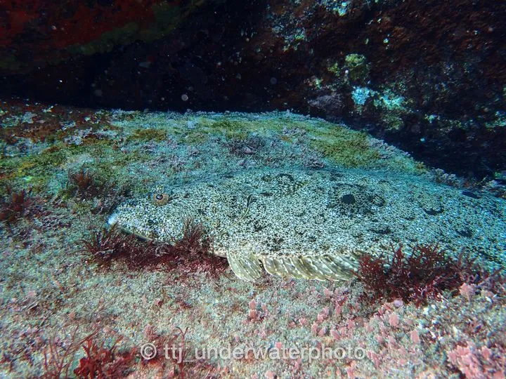 寿司ネタしか見たことがない人もいると思うので、たまには生態を。
魚やさんだともっと茶色っぽい色味ですが、海の中だと斑模様になって、砂に隠れています。 - IOP