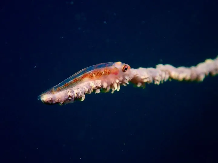 ガラスハゼって、ダイビングで見る好きな魚ベスト10に入るくらい好きなんです。
透明な体と生息環境がすごく写真映えしますよね