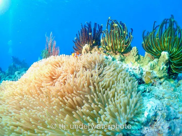イソギンチャクとクマノミとウミシダのコントラスト。 - 慶良間諸島