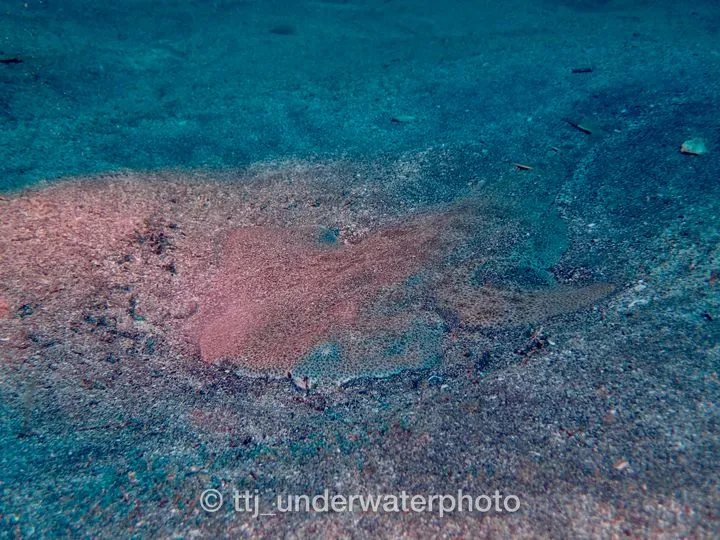 砂に隠れて獲物を待ち受けている、サメという名前だけどエイの仲間のサカタザメ。
砂から出ると、三角形のミサイルのようなかっこいい形をしています。 - IOP