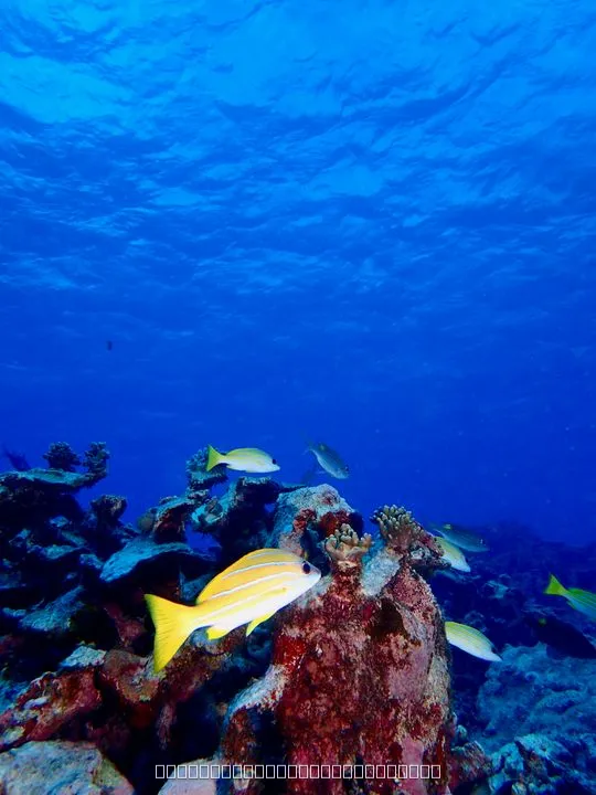 精糖工場前