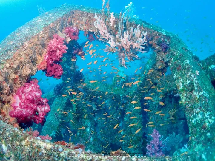 地上ではなかなかない、水中こその色鮮やかな世界。