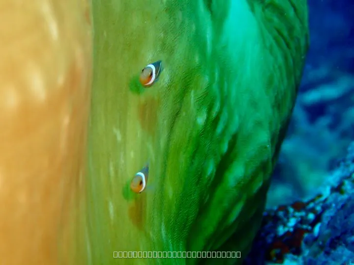 ニシの浜沖