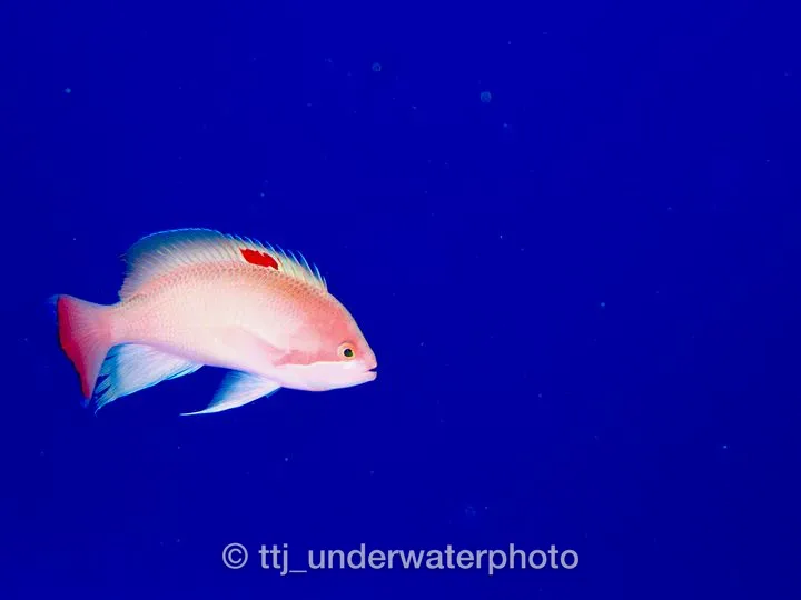 あまり撮ったことのないワイドマクロの写真。
まだまだ撮りようはありますが、けっこう気に入っている1枚です。
ミラーレスではもっとこんな写真が撮れるといいな。