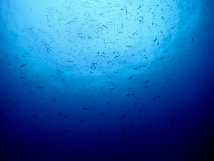 イワシの群れかな？
たまに信じられないほどの魚に囲まれて、自然の一部なんだな、と感じることがあります。