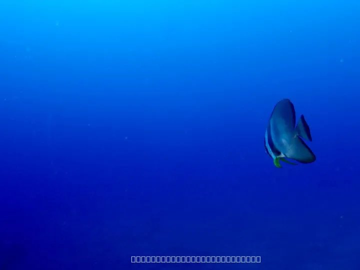 ツバメウオ