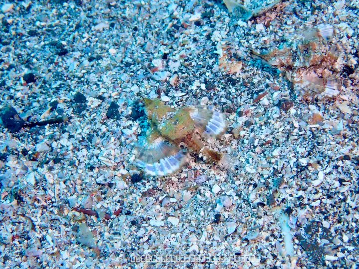 砂地の魚