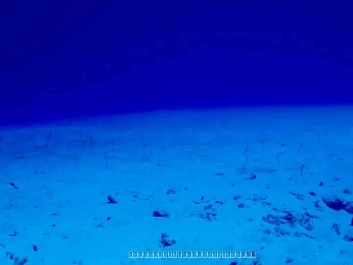 アナゴ・ウミヘビ