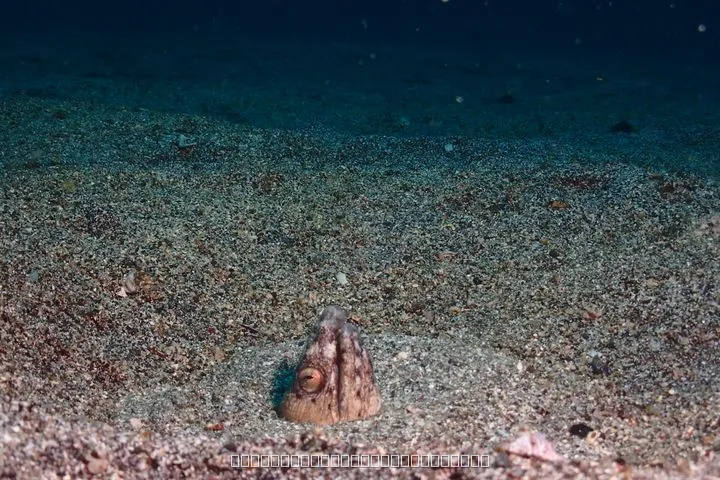 ヨコバマ