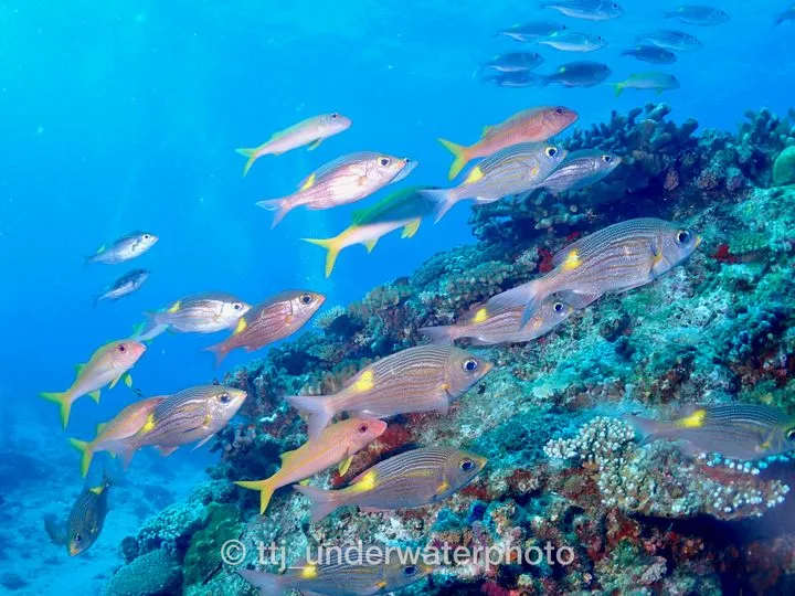 それほど目立つ魚ではないんだけど、キラキラして群れていると特にキレイな魚です。 - 慶良間諸島