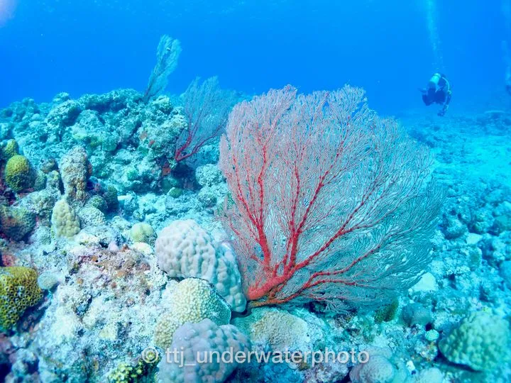 真っ青な海にオオイソバナの鮮やかな赤がきれい - 慶良間諸島