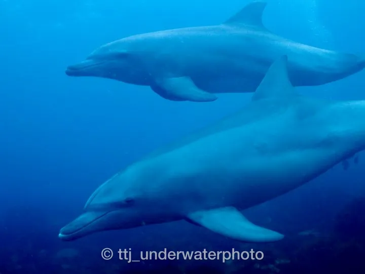 御蔵島のイルカ2頭がはぐれて初島に棲みついて時の写真。
すごく人懐っこい子で、スキューバにも関わらず、10分以上こうやって一緒に遊んでくれました。 - 初島