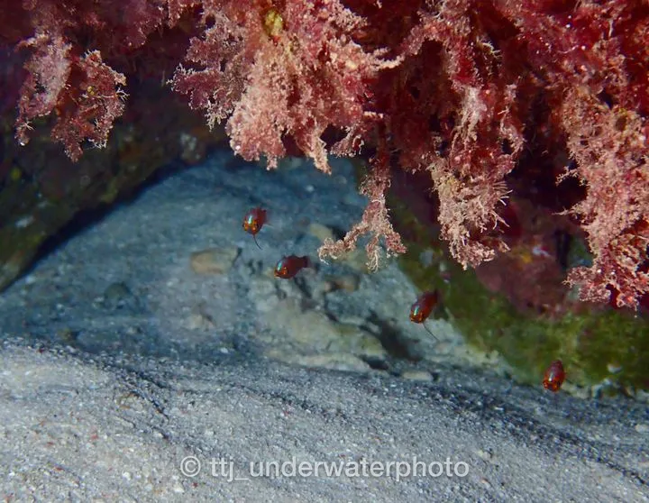 これも見たかった魚の1つ。ずっと逆さまで泳いでるって、何考えてるんでしょうか？
TG-4だとこの距離が限界でした・・・
次はミラーレス持って再挑戦します。 - チービシ諸島