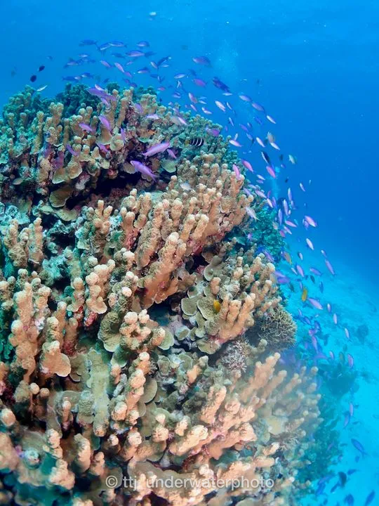この鮮やかな紫が、美しいとしか言いようのない魚。
フィッシュアイがいい感じ。 - 阿嘉島