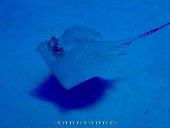波照間島
