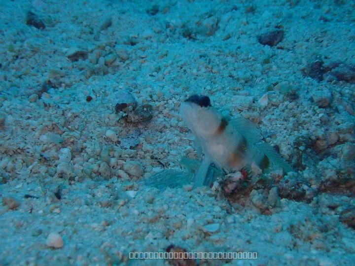 ハゼ