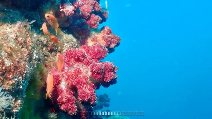 キンギョハナダイ