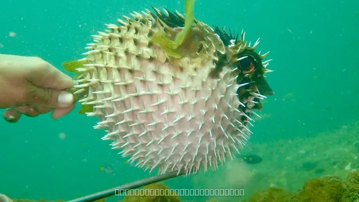 Coral Garden