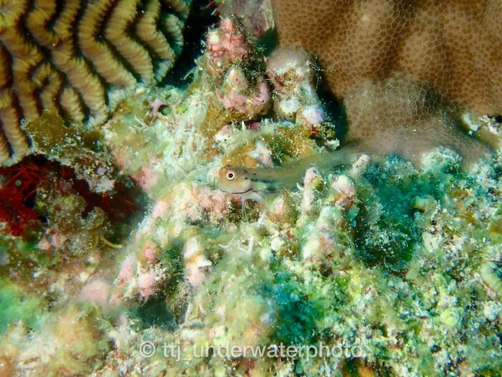 愛嬌のある魚No.1？と個人的には思っています。 - チービシ諸島