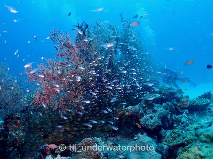 スカシテンジクダイも沖縄の海の代表格のような魚だと思ってましたが、実はネンブツダイと同じ仲間なんだそうです。 - 阿嘉島