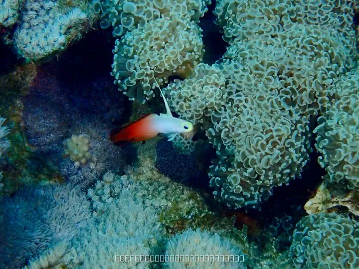 ハタタテハゼ
