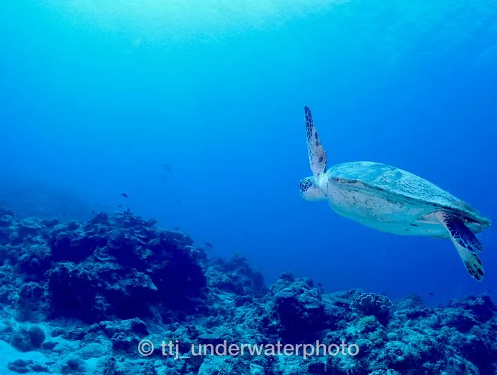 沖縄の青い海だと、ウミガメの姿も一段と映えますね - 慶良間諸島