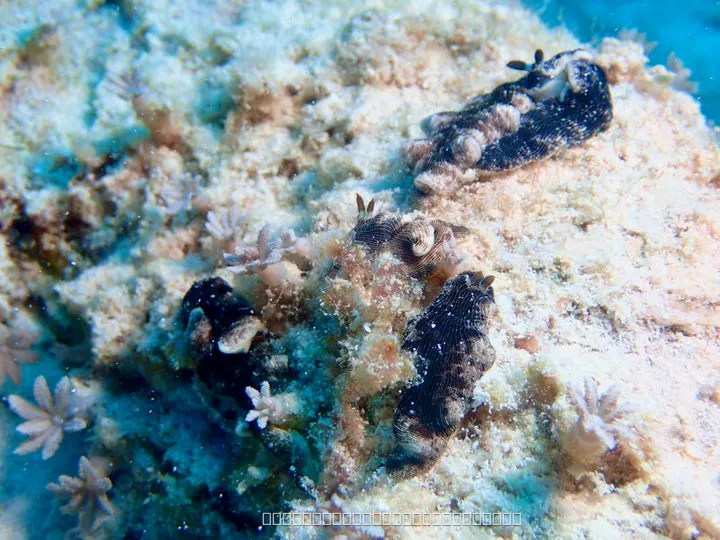 ウミウシ