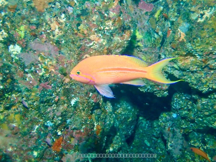 ハナダイ