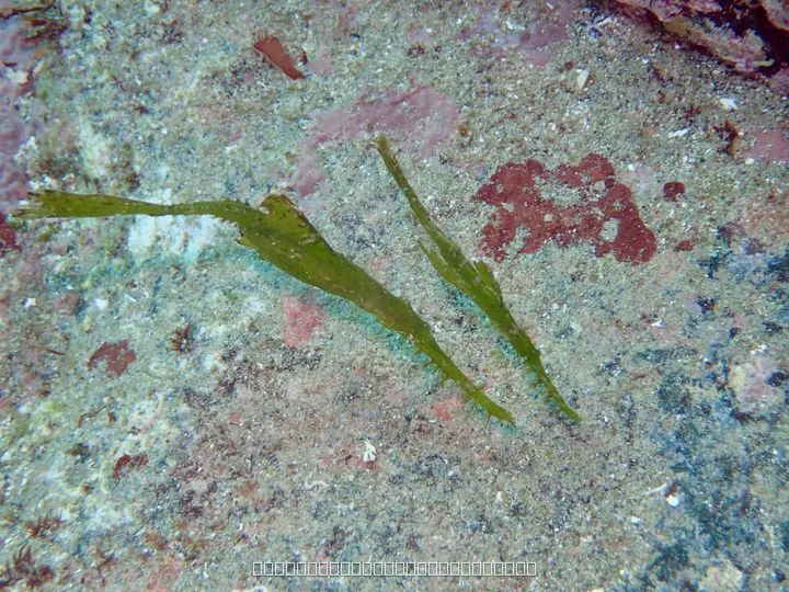 僕は擬態系の魚が好きなのですが、カミソリウオはすごくゆったり波に揺られている感じがいいな〜って思います