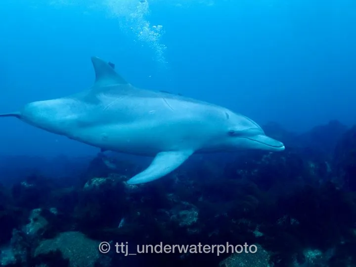野生のイルカって、水族館のイルカと違って筋肉質で引き締まってます。
サメに襲われたのか、傷があったりヒレがちぎれていたりと、可愛さだけではない自然の厳しさも感じさせてくれます。 - 初島