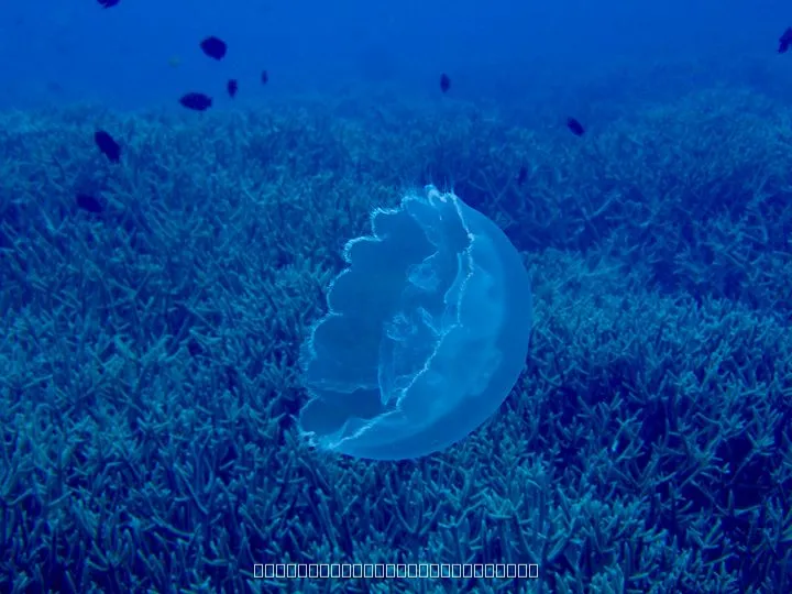 クラゲ